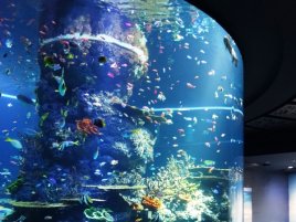 Oceanarium w Singapurze<br>Największe na świecie oceanarium, zlokalizowane na Wyspie Santosa w Singapurze.