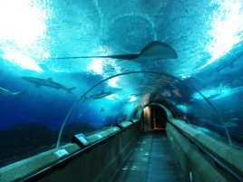 Underwater World w Singapurze<br>Olbrzymie płaszczki, delfiny, foki. Podwodny świat zaprasza. Wyspa Santosa, Singapure.